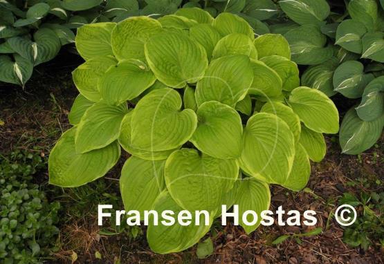 Hosta First Moon